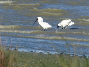 img_20161119_193323